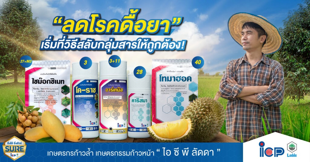 อากาศร้อนที่ผ่านมา กระทบกับใบทุเรียน อย่างไร!  13