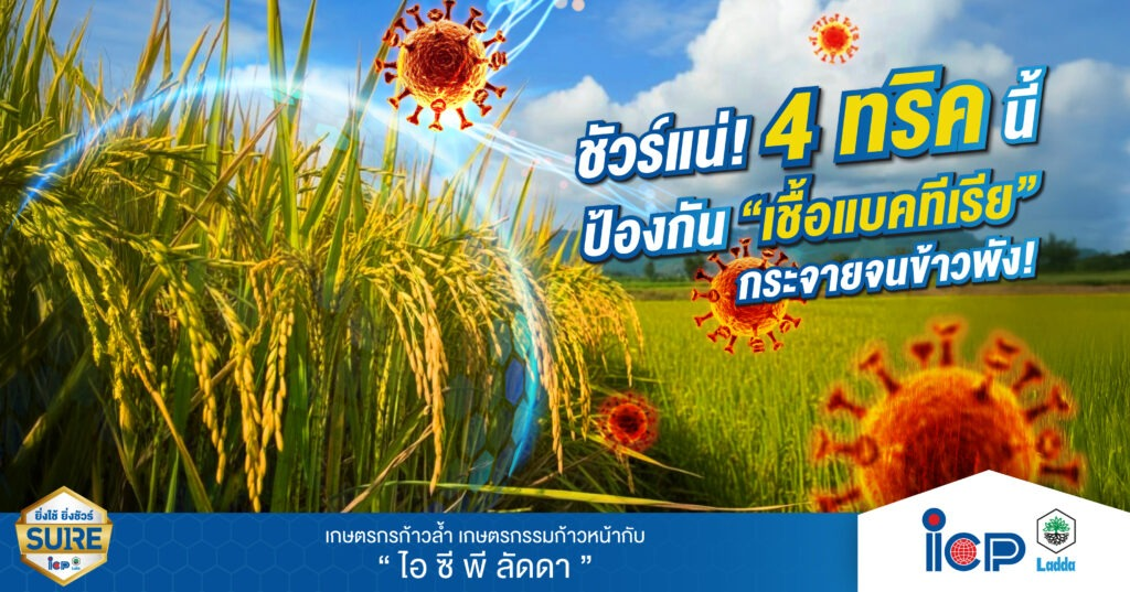 ชัวร์แน่! 4 ทริคนี้ ป้องกัน “เชื้อแบคทีเรีย” กระจายจนข้าวพัง