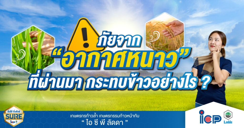 ภัยจากอากาศหนาวที่ผ่านมา กระทบข้าวอย่างไร ?