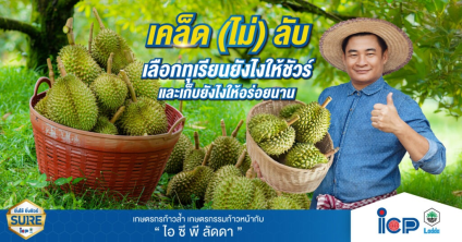 เคล็ด (ไม่) ลับ เลือกทุเรียนยังไงให้ชัวร์ และเก็บยังไงให้อร่อยนาน