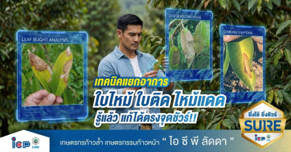 เทคนิคแยกอาการใบไหม้ ใบติด ไหม้แดด รู้แล้วแก้ได้ตรงจุดชัวร์