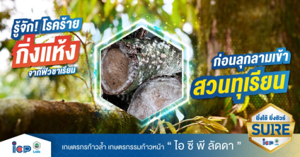 รู้จัก! โรคร้าย กิ่งแห้งจากฟิวซาเรียม ก่อนลุกลามเข้าสวนทุเรียน