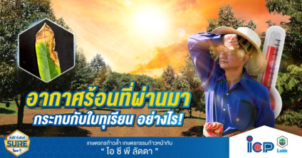 อากาศร้อนที่ผ่านมา กระทบกับใบทุเรียน อย่างไร!  