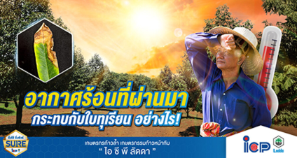 อากาศร้อนที่ผ่านมา กระทบกับใบทุเรียน อย่างไร!  7