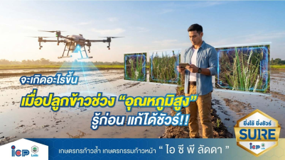 จะเกิดอะไรขึ้นเมื่อปลูกข้าวช่วง "อุณหภูมิสูง" รู้ก่อนแก้ได้ชัวร์