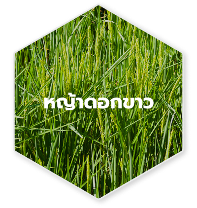 หญ้าดอกขาว
